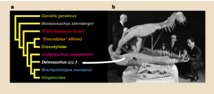 Figure 1: Deinosuchus and its phylogenetic position.