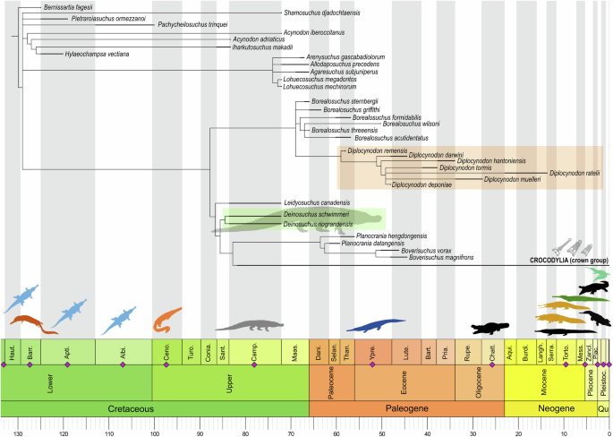 Fig. 1: Reduced time calibrated strict consensus tree of the maximum parsimony analysis showing the position of Deinosuchus spp., Leidyosuchus canadensis , and Diplocynodon spp. as stem-crocodylians.