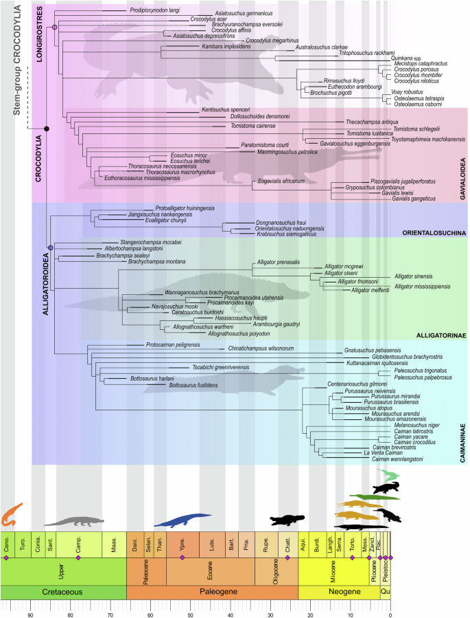 Fig. 2: Reduced time calibrated strict consensus tree of maximum parsimony analysis showing the phylogeny of Crocodylia (i.e. crown-group) including Alligatoroidea.