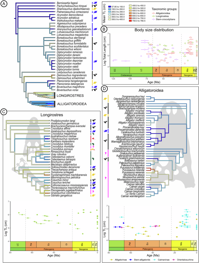 Fig. 3: Parsimony ancestral state reconstruction of the phylogenetic mean total length estimations (Supplementary Data 2.3 , Table S1 ) plotted on the strict consensus tree using equal branch length.