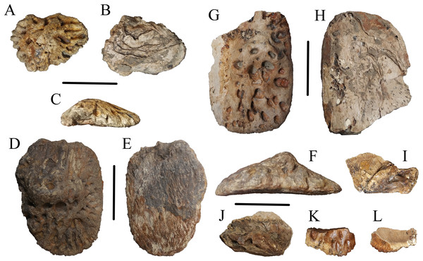 Figure 1: Osteoderms of WSC 285. Osteoderms of Deinosuchus sp., including nuchal or sacrocaudal osteoderm WSC 285.1 in dorsal (A), ventral (B), and cranial or caudal (C) views; dorsal osteoderm WSC 285.2 in dorsal (D), ventral (E), and cranial or caudal (F) views; dorsal osteoderm WSC 285.3 in dorsal (G) and ventral (H) views; fragmentary osteoderms WSC 285.4 and WSC 285.5 in dorsal view (I and J); and fragmentary osteoderm WSC 285.6 in dorsal (K) and ventral (L) views. All scale bars = 5 cm. Do