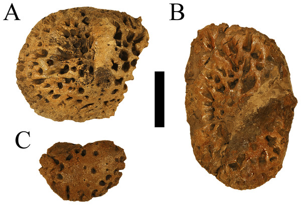 Figure 2: Holotype osteoderms of Deinosuchus hatcheri . CM 963, various osteoderms from the holotype of Deinosuchus hatcheri in dorsal (A–C) views. Scale bar = 5 cm. Download full-size image DOI: 10.7717/peerj.11302/fig-2