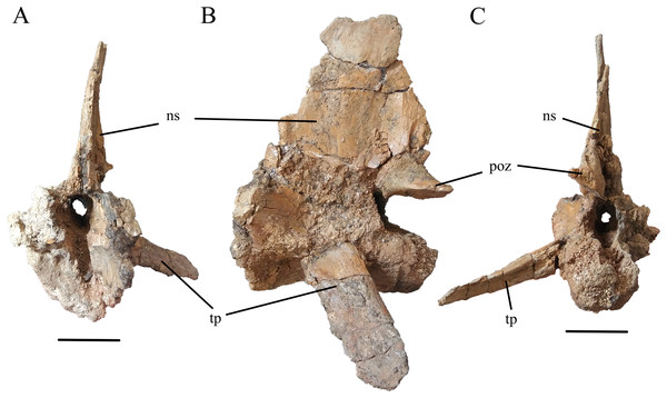 Figure 3: Caudal Vertebra of WSC 285. Caudal vertebra of Deinosuchus sp., WSC 285.7, in cranial (A), left lateral (B), and caudal (C) views. Abbreviations: ns, neural spine; poz, postzygapophysis; tp, transverse process. All scale bars = 5cm. Download full-size image DOI: 10.7717/peerj.11302/fig-3