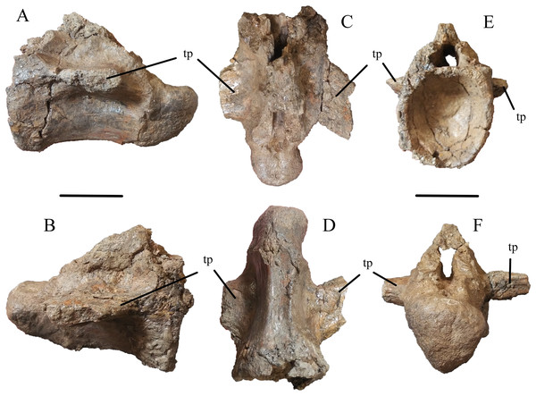 Figure 4: Caudal Vertebra of WSC 285. Caudal vertebra of Deinosuchus sp., WSC 285.8, in left lateral (A), right lateral (B), dorsal (C), ventral (D), cranial (E), and caudal (F) views. Abbreviations: tp, transverse process. All scale bars = 5 cm. Download full-size image DOI: 10.7717/peerj.11302/fig-4