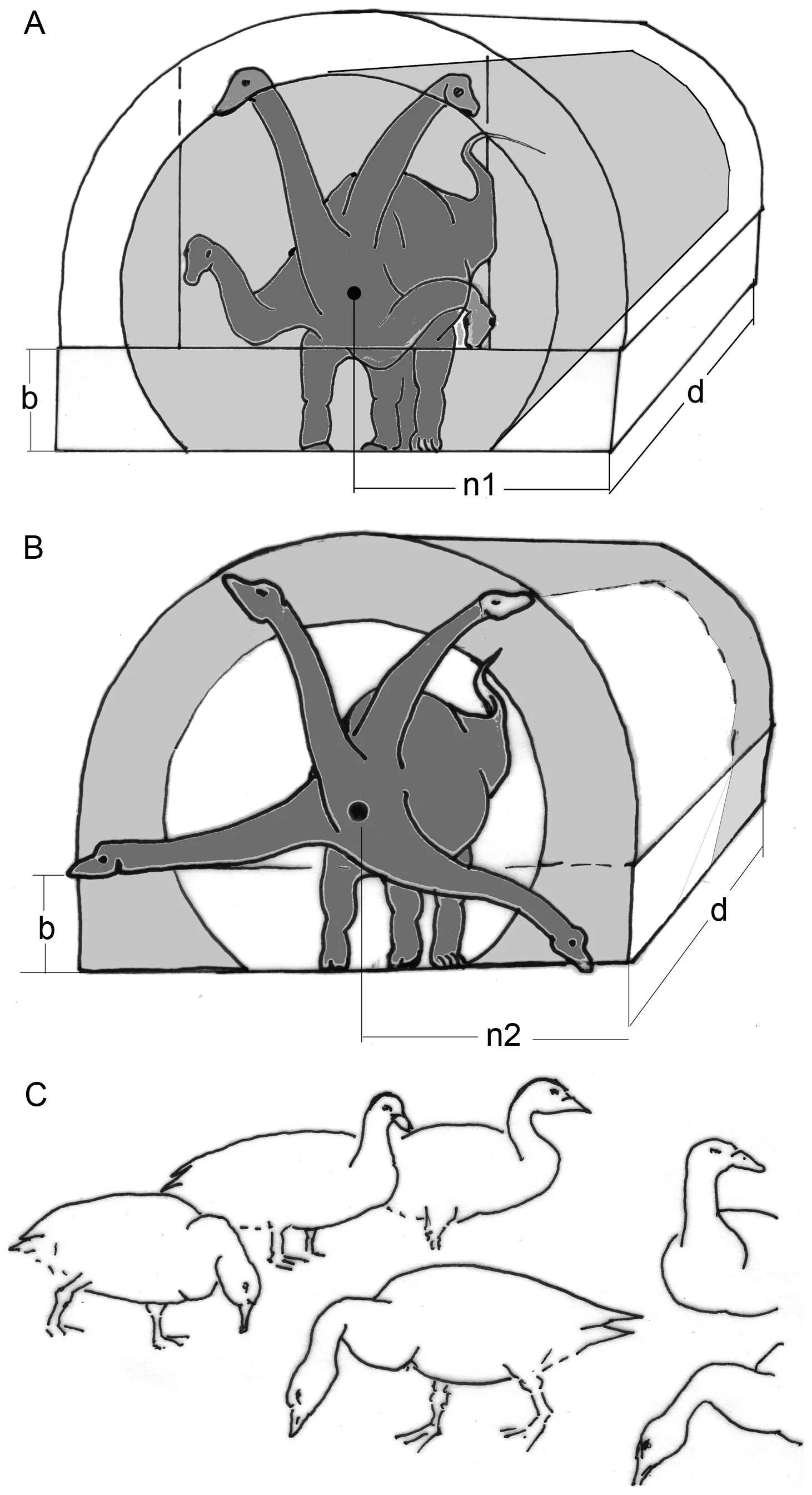 Figure 1. Influence of neck flexibility on the feeding envelope.