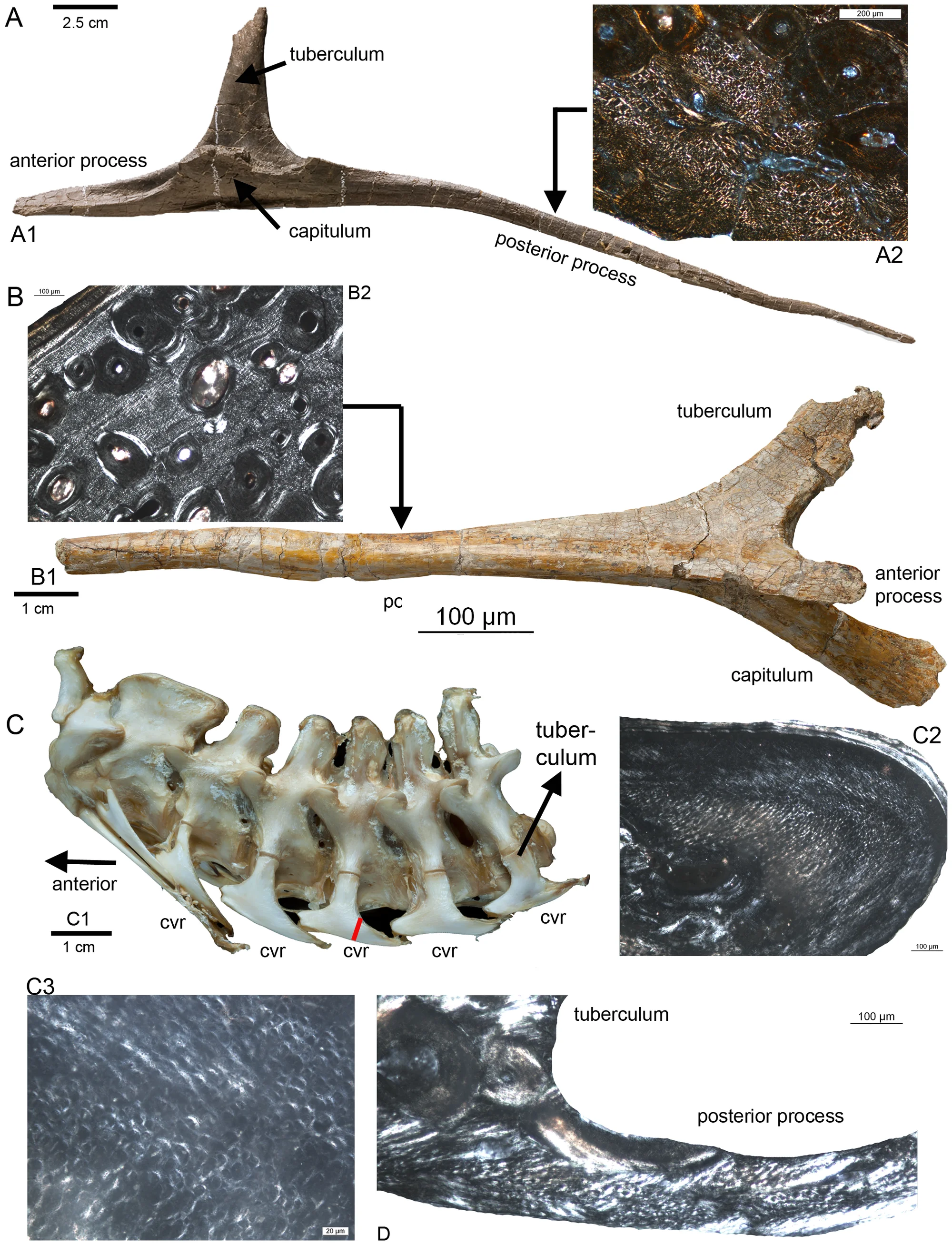 Figure 2. Longitudinal fibers in the posterior processes of cervical ribs of some archosaurs.