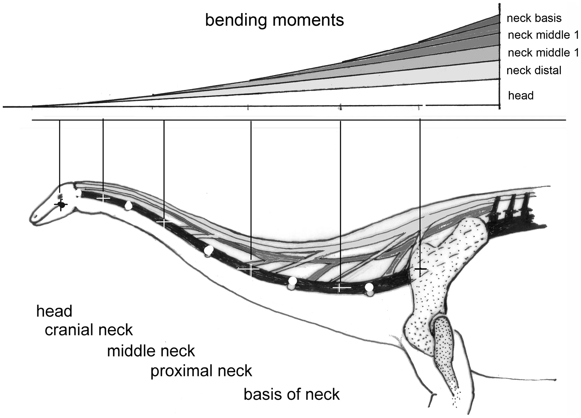 Figure 4. A) Schematic neck of a sauropod to show joints (open circles), centers of segment masses (crosses).