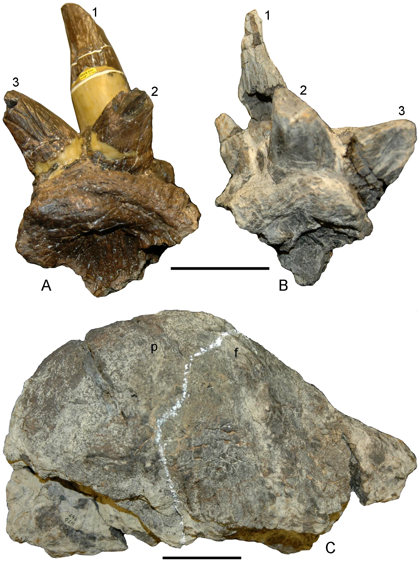 Figure 1. The distinctive squamosal ornamentation and relatively high, narrow frontoparietal dome of Stygimoloch spinifer .