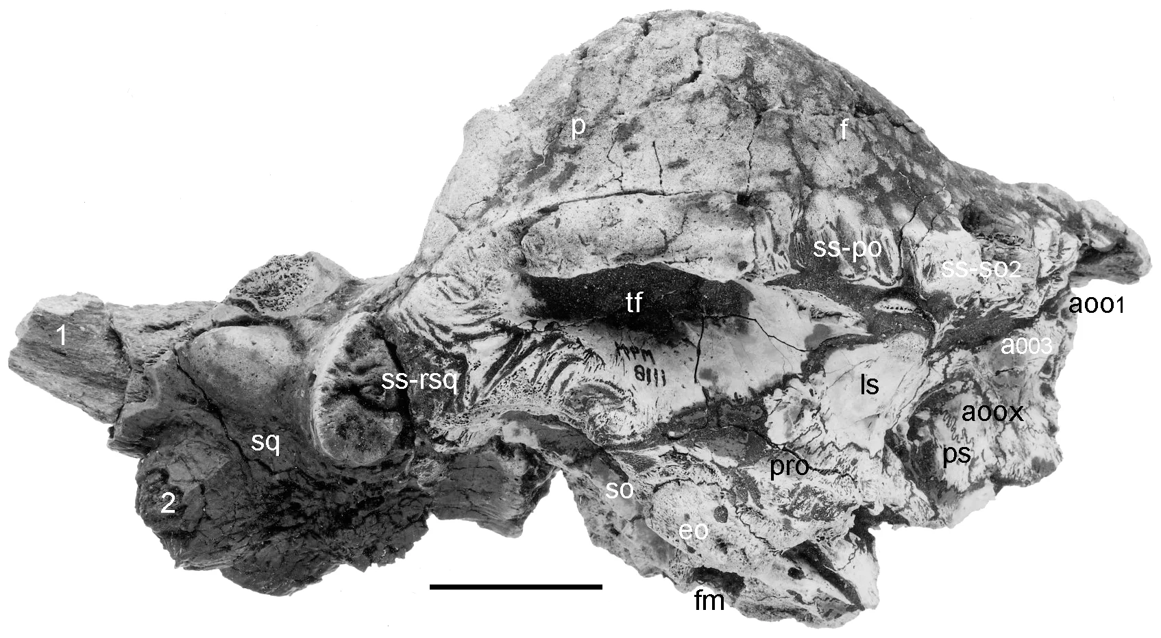 Figure 2. The skull of Stygimoloch spinifer , MPM 8111, in right lateral view.