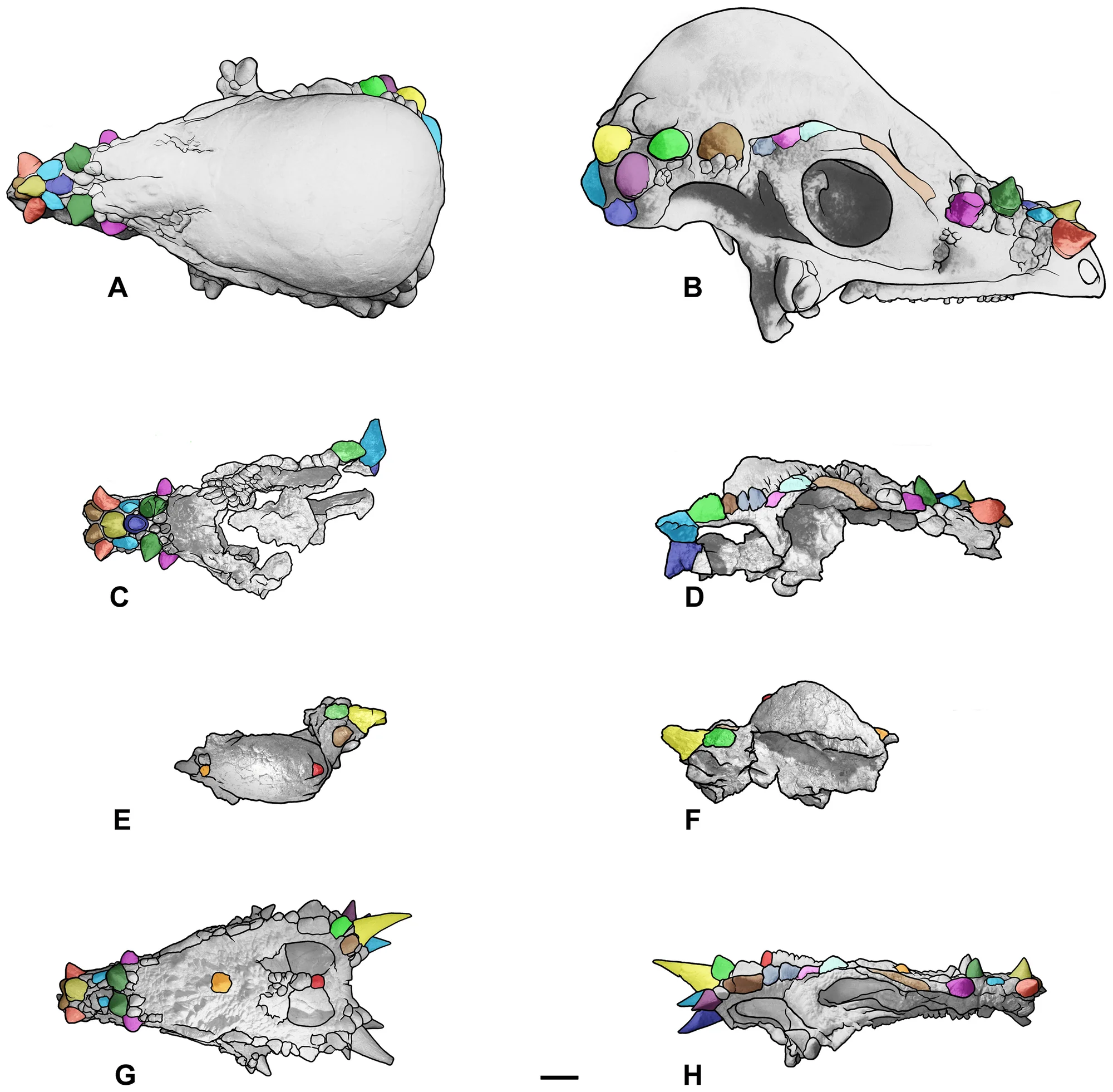 Figure 3. Cranial ontogenetic sequence of Pachycephalosaurus wyomingensis with morphological landmarks highlighted in color.