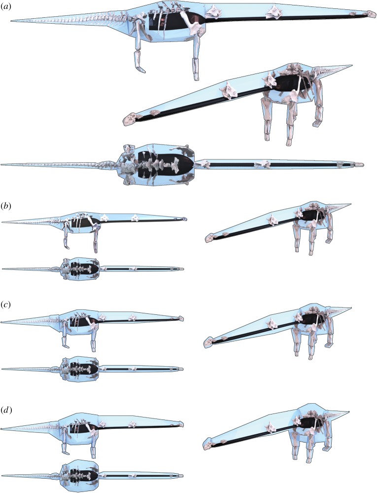 Dreadnoughtus three-dimensional skeletal model and the ( a ) convex hull, ( b ) plus 21%, ( c ) maximal and ( d ) scaling equation mass volumetric reconstructions in lateral, oblique and aerial views. Black structures are respiratory volumes. (Online version in colour.)