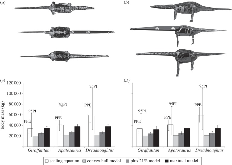 Comparison of skeletal proportions and convex hull volumes for Apatosaurus (top), Dreadnoughtus (middle) and Giraffatitan (bottom) in ( a ) dorsal and ( b ) lateral views. Comparison of mass predictions from the models in this study to masses derived from the scaling equation [ 2 ], with ( c ) model mass and density calculated using reconstructed zero-density respiratory structures, and ( d ) density artificially set to 800 kg m −3 [ 7 ]. The positive error bar on our maximal models represents t