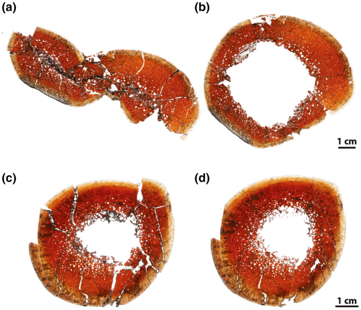 Examples of retrodeformation of RMDQ transverse cross sections. (a, b) Femur (ROM 67798). (c, d) Tibia (ROM 67603). (a, c) Unaltered. (b, d) Retrodeformed