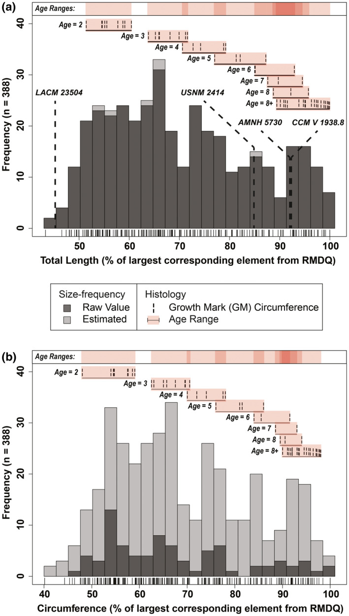 Combined size‐frequency distributions comprised of humeri, femora, and tibiae from RMDQ with integrated osteohistological data. Tick marks below each distribution correspond with individual bones. (a) Total length with overlaid femur lengths from several associated skeletons of Edmontosaurus annectens (Wosik, Goodwin, & Evans, 2017 ). (b) Circumference. N = 388. Estimated values based on an ordinary least squares regression between total length and circumference (Table S2 )
