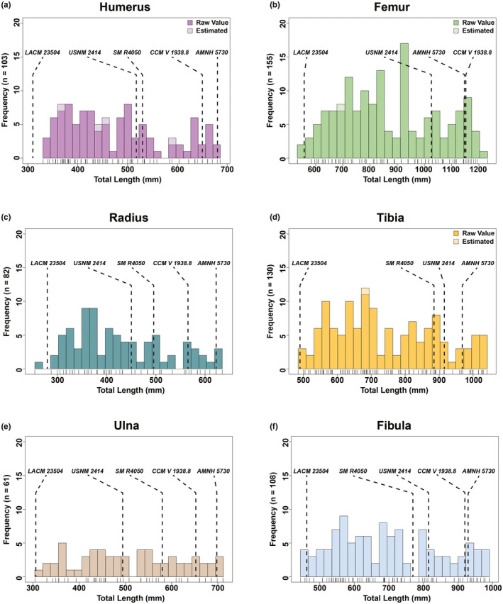 Total length size‐frequency distributions of individual long bone elements from the Ruth Mason dinosaur quarry. Tick marks below each distribution correspond with individual bones. Estimated values based on an ordinary least squares regression between total length and circumference (Table S2 )