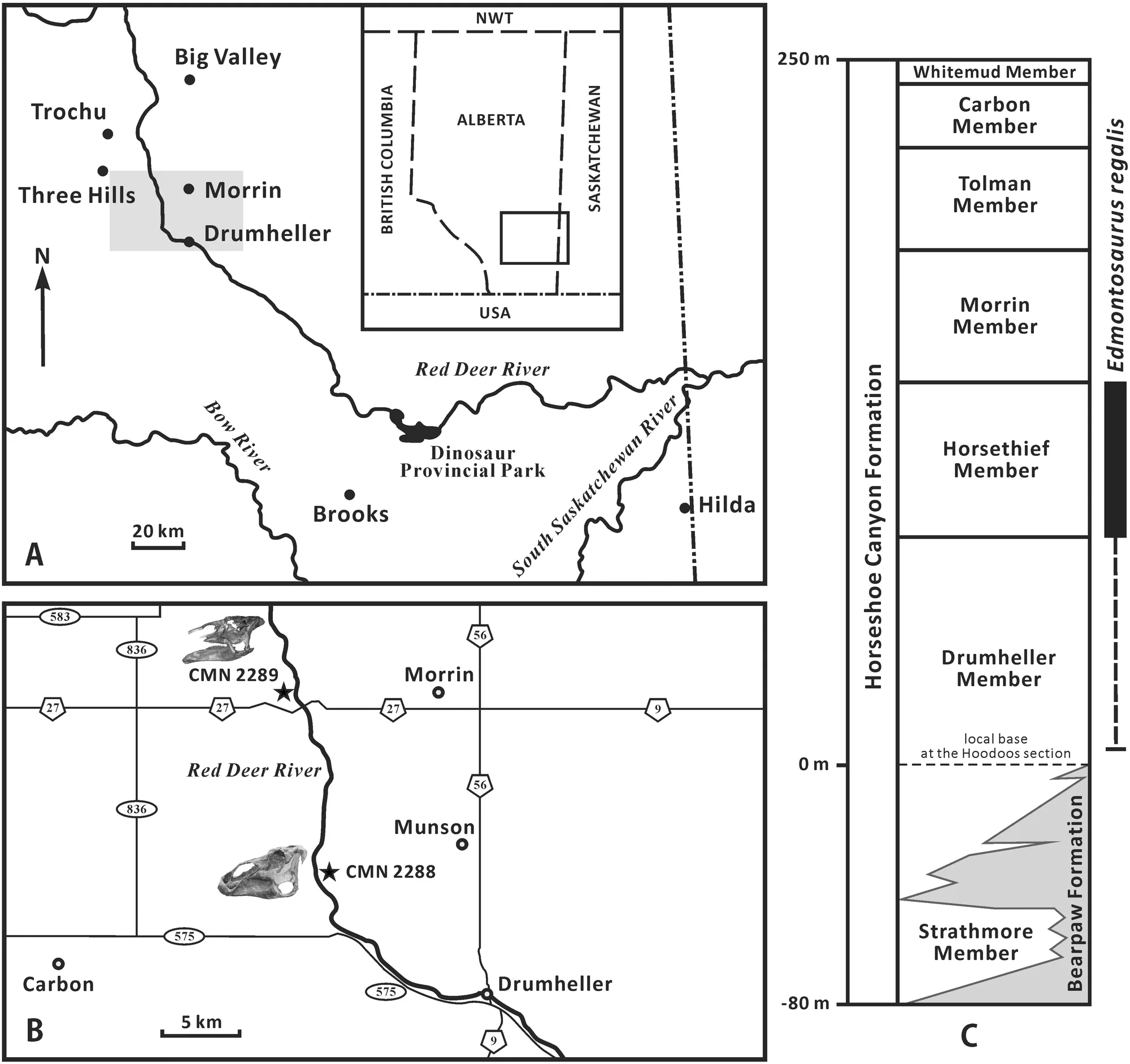 Fig 1. Geographic and stratigraphic distribution of Edmontosaurus regalis in Alberta (modified from [ 8 , 17 ]).