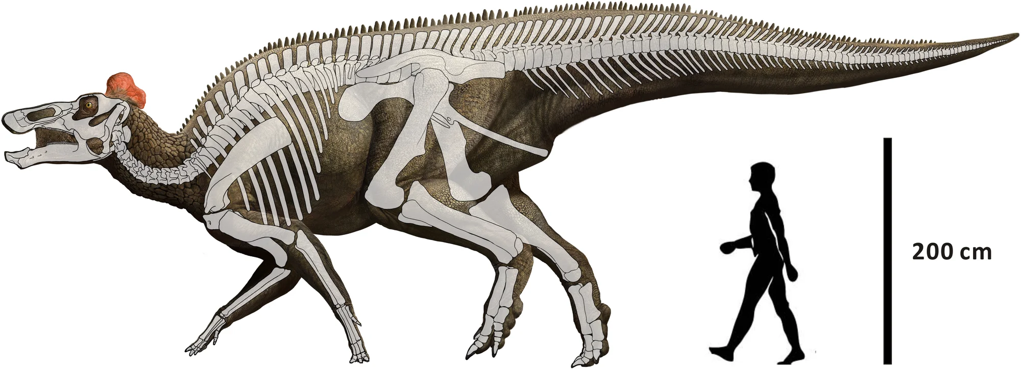 Fig 2. Reconstruction of Edmontosaurus regalis mainly based on CMN 2288, CMN 2289, CMN 8399, and UALVP 53722 (modified from Campione and Evans [ 8 ]).