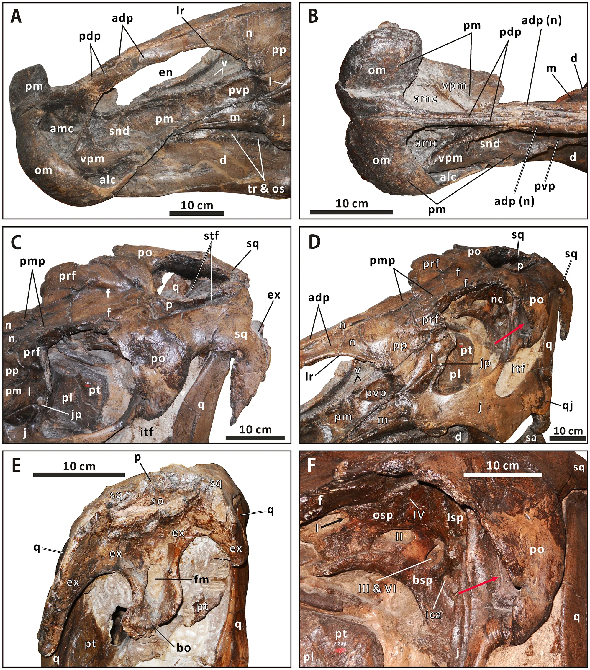 Fig 4. Close-ups of the cranium of Edmontosaurus regalis (CMN 2288).