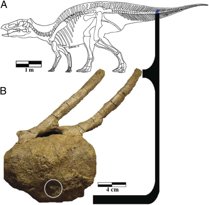 Depiction of a hadrosaur skeleton showing the position in the tail of the fused vertebrae ( A ) and a lateral view of the affected vertebrae with the circle indicating the location of the theropod tooth ( B ).