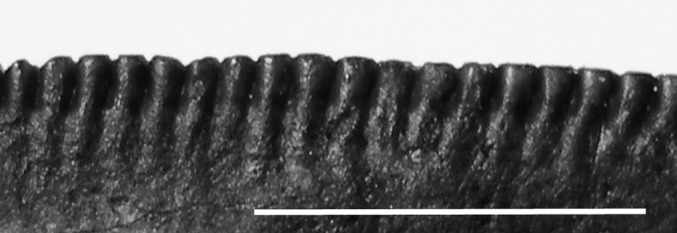 Lateral view of embedded tooth crown showing well-developed blood grooves oriented obliquely toward the base and large, chisel-shaped mesial denticles typical of T. rex ( 60 ); (Scale bar: 5 mm.)
