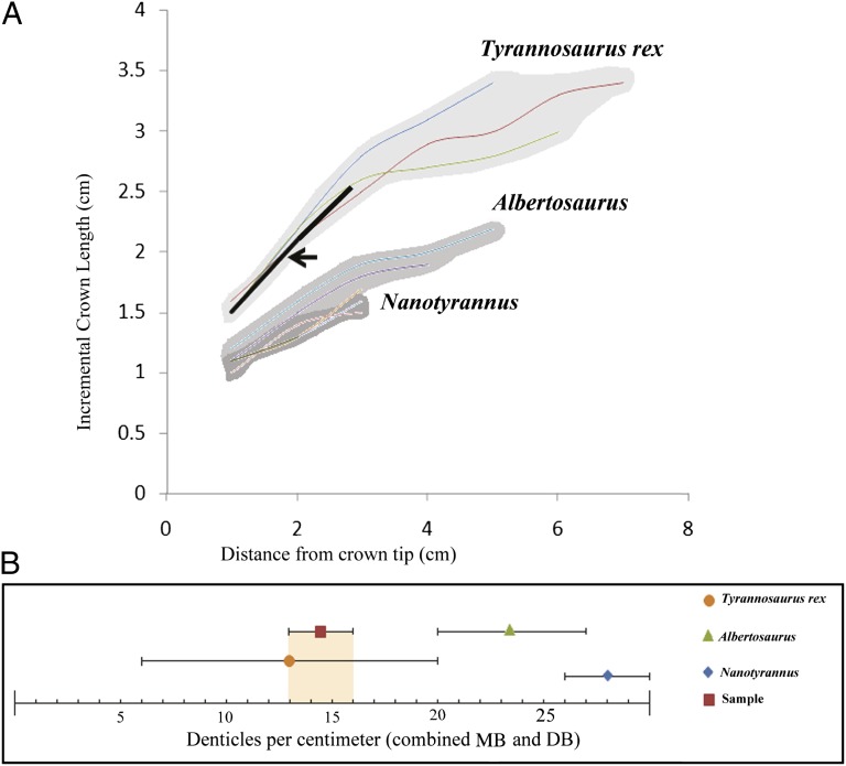 Graph of tooth dimensions for T. rex , Albertosaurus , and Nanotyrannus , compared with that of the embedded theropod tooth ( A and B ). When the ICL is plotted against the DCT ( A ), the three examined taxa are clearly separated, with a large gap existing between T. rex and Albertosaurus , and minor overlap between Albertosaurus and Nanotyrannus . The embedded theropod tooth falls only within the region occupied by T. rex (bold black line in A ) and does not overlap with the other two taxa. Gra