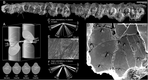 Microwear in Edmontosaurus . ( A ) Orientation of functional surfaces (wear facets) on teeth, in approximate life orientation; diagrams below show these same 4 functional surfaces oriented with tips upward and viewed perpendicular to the occlusal plane. ( B ) Right maxilla, specimen NHM R3638, anterior to left. Vector plots indicate mean scratch orientation and relative length for each of the 4 classes in 10 teeth, line weight proportional to number of scratches. ( C ) Mean orientations for each