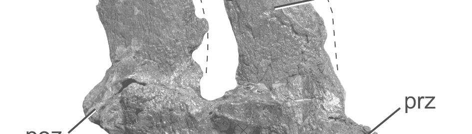 Articulated anterior dorsal vertebrae of MOR 3072, holotype specimen of Nakonanectes bradti