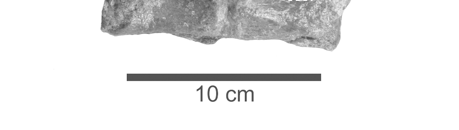 Articulated anterior dorsal vertebrae of MOR 3072, holotype specimen of Nakonanectes bradti