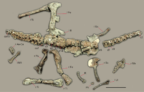 Preserved bones of Sanjuansaurus gordilloi (PVSJ 605), positioned as they were found in the field. Abbreviations : ca1–15 , caudal vertebrae 1–15; c2–9 , cervical vertebrae 2–9; d1–14 , dorsal vertebrae 1–14; l Fe , left femur; l il , left ilium; l MII , left metatarsal II; l Sc , left scapula and coracoid; l Ti , left tibia; l Ul , left ulna; Ph , manual phalanx; R , rib; r As-Ca , right astragalus and calcaneum; r Fe , right femur; r Fi , right fibula; r Fe , right femur; r Mx , right maxilla;