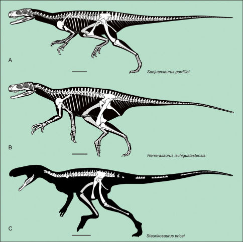 Silhouette reconstruction of the skeletons of the best known herrerasaurids. Sanjuansaurus gordilloi (PVSJ 605) ( A ) Herrerasaurus ischigualastensis ( B ) Staurikosaurus pricei ( C ) Scale bars equals 20 cm. A : missing bones of Sanjuansaurus modified from Sereno 1994 ; B: from Sereno 1994 ; C: from Novas 1997 .