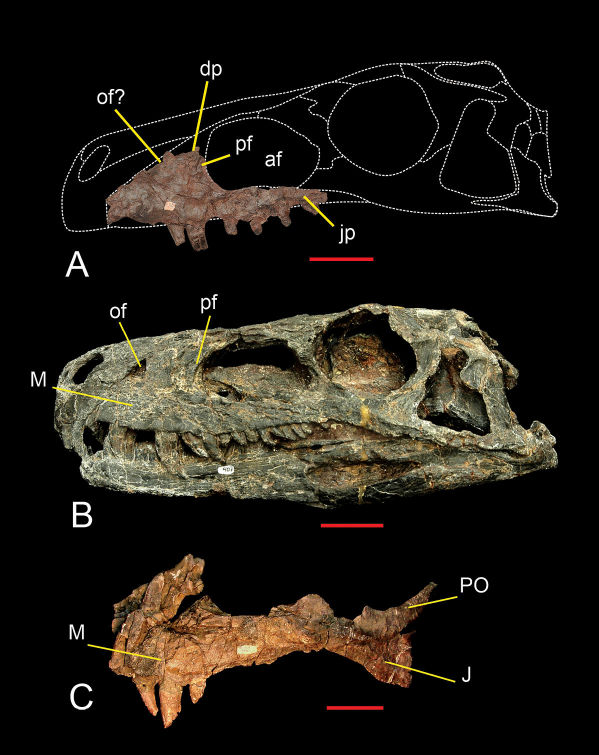 Maxilla of Sanjuansaurus gordilloi (PVSJ 605). Left maxilla of Sanjuansaurus in lateral view ( A ) Skull of Herrerasaurus (PVSJ 407) in left lateral view ( B ) Left maxilla of Herrerasaurus (PVSJ 053) in lateral view ( C ) Abbreviations : af , antorbital fossa; dp , dorsal process; ip , internarial process; J , jugal; jp , jugal process; M , maxilla; of , oval fenestra; pf , promaxillary fenestra; PO , postorbital. Scale bars equals 5 cm.