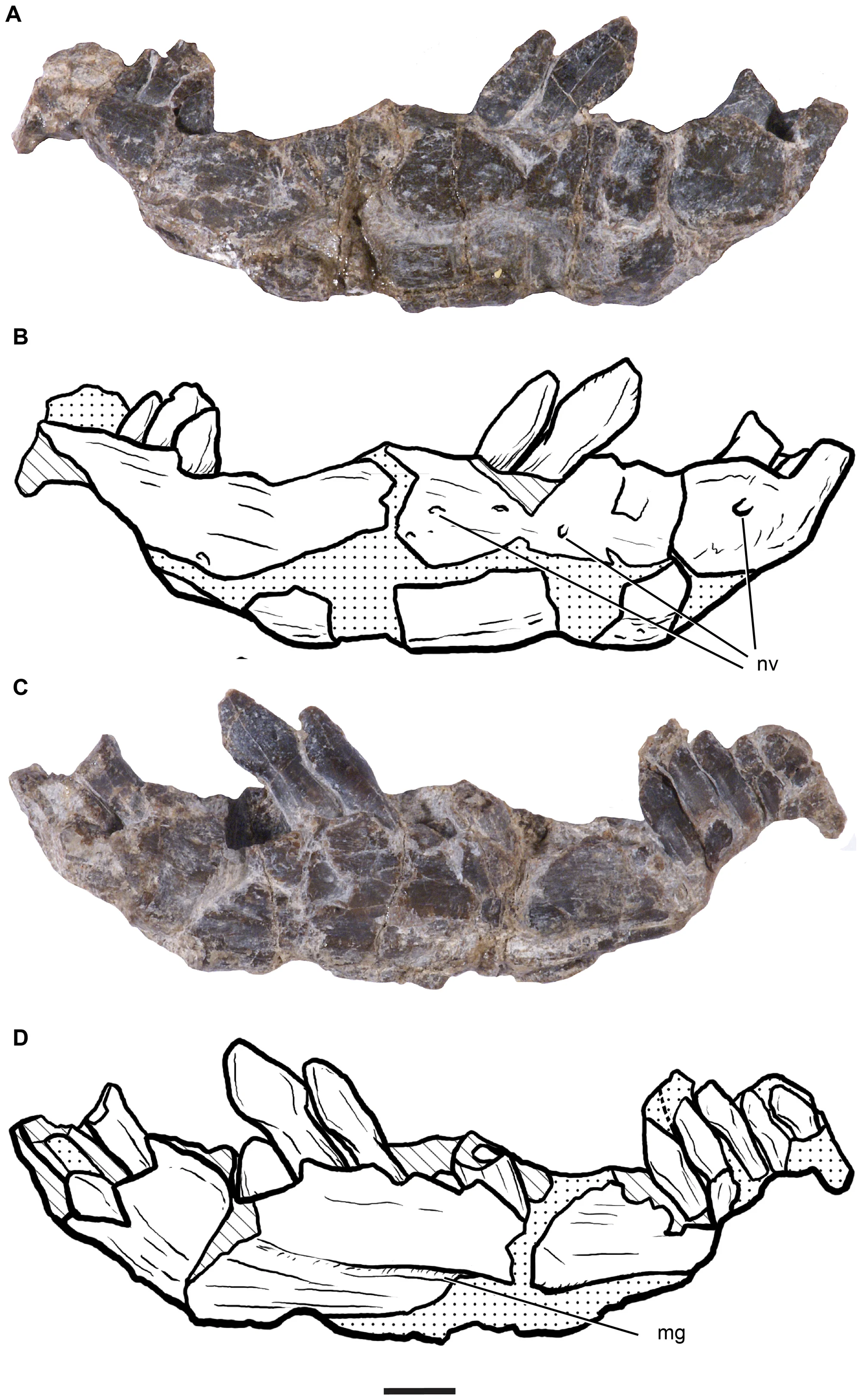 Figure 3. Dentary of Leonerasaurus taquetrensis (MPEF-PV 1663).