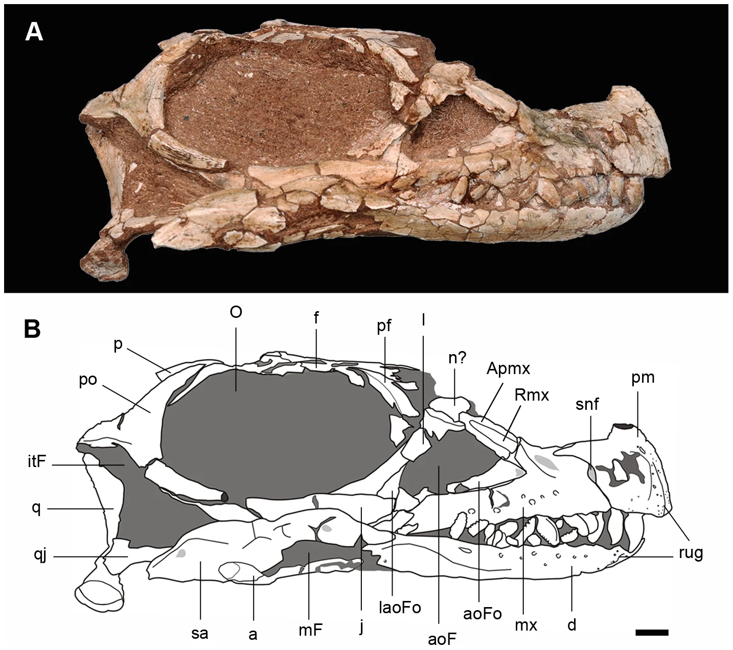 Figure 3. Skull of the new basal sauropodomorph Leyesaurus marayensis (PVSJ 706).