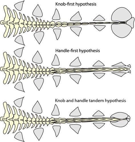 Figura 1 de Arbour & Currie (2015): três hipóteses alternativas para a evolução da maça caudal dos anquilossaurídeos — 'knob-first' (nó primeiro, osteodermos terminais alargados sem modificação vertebral), 'handle-first' (cabo primeiro, vértebras caudais distais modificadas sem nó) e 'knob and handle tandem' (aquisição simultânea). A análise filogenética do artigo suporta a hipótese 'handle-first': o cabo formado por prezigapófises alongadas precedeu o nó terminal no ancestral dos Ankylosaurinae, grupo ao qual Euoplocephalus tutus pertence.