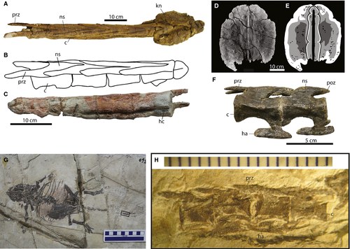 Figura 2 de Arbour & Currie (2015): espécimes fósseis de vértebras caudais distais modificadas de anquilossaurídeos do Cretáceo médio da China, evidenciando o 'cabo' (handle) da maça caudal antes da aquisição do nó terminal. Siglas: prz = prezigapófise alongada, ns = espinha neural, poz = postzigapófise, c = centro vertebral, há = hemapófise, hc = centros hemais. Estes fósseis revelaram que a evolução da maça caudal dos Ankylosaurinae, clado de Euoplocephalus tutus, começou aproximadamente 40 milhões de anos antes do que se sabia.