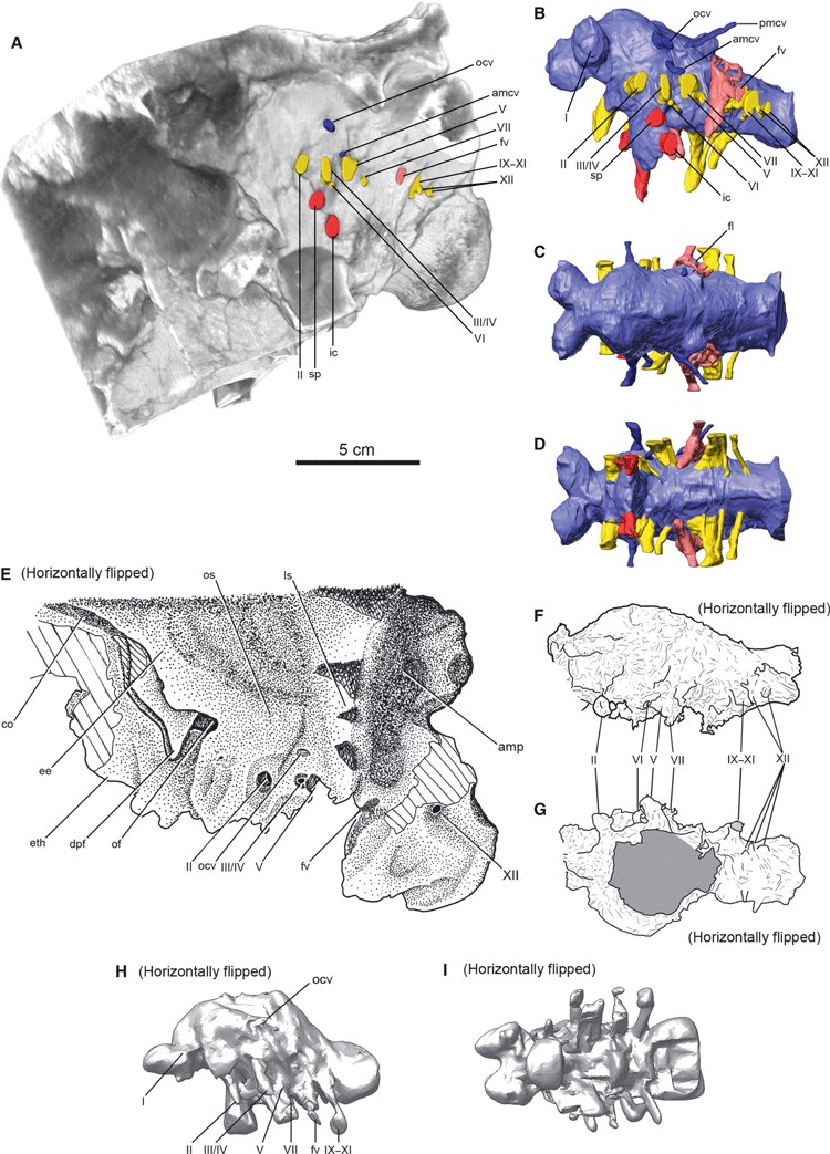 Figura 7 de Miyashita et al. (2011): reconstrução tridimensional da cavidade endocraniana e dos canais vasculares de Euoplocephalus a partir de tomografia computadorizada de raios-X, com múltiplas vistas do molde digital (endocast). As estruturas reconstruídas incluem a cavidade endocraniana, o ouvido interno e as impressões vasculares, permitindo inferir a acuidade sensorial do animal — incluindo a capacidade de detectar sons de baixa frequência, possivelmente ligados à vocalização através das passagens nasais em alça.