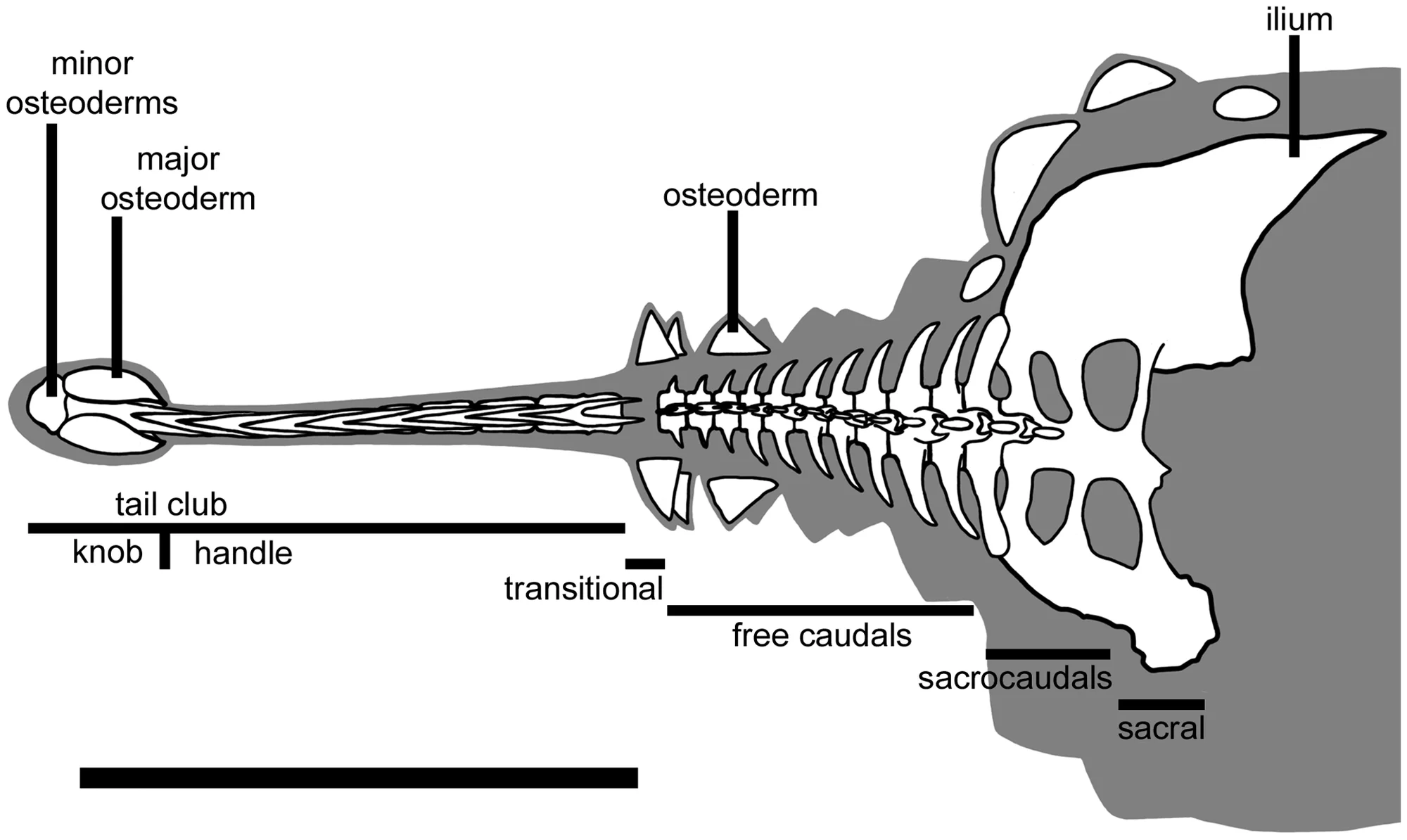 Figure 1. Diagram of tail terminology used in this paper.