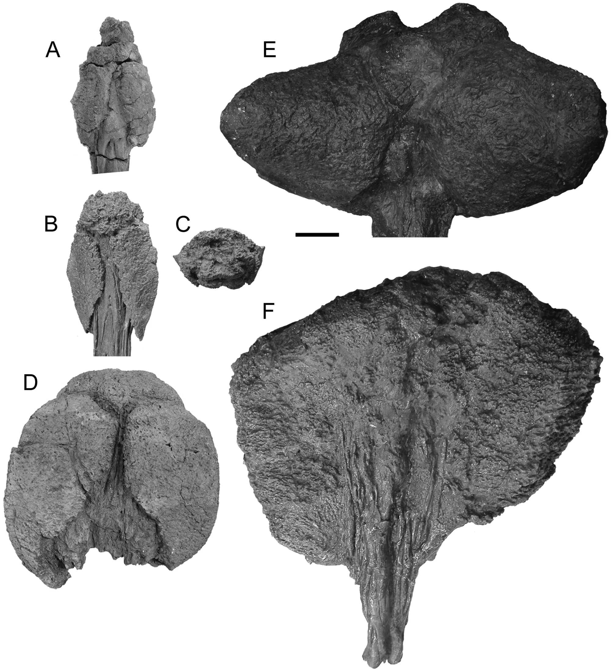 Figure 2. Morphology of ankylosaurid tail clubs.