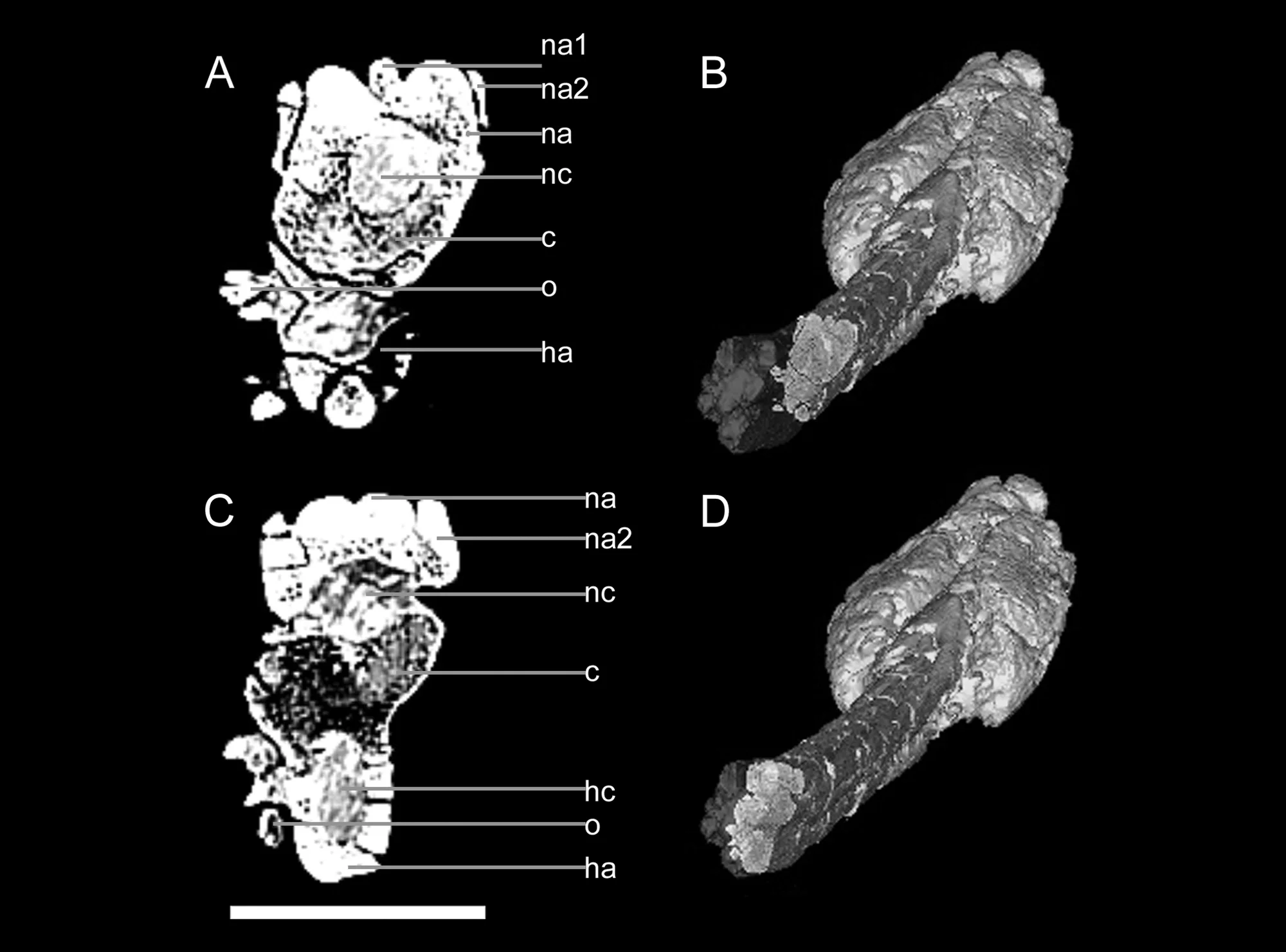 Figure 3. CT scan images of transverse slices through UALVP 47273 handle vertebrae in anterior view, dorsal is up.
