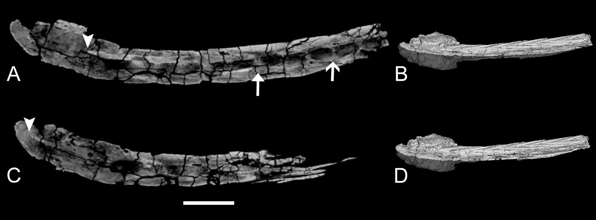 Figure 4. CT scan images of sagittal slices through UALVP 47273 handle in left lateral view, dorsal is up.