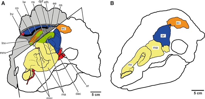 Schematic reconstructions of the nasal cavity morphology of two ankylosaur skulls. (A) The ankylosaurid Euoplocephalus tutus (AMNH 5405). The left half of the skull is derived from the reconstruction published by Witmer & Ridgely (2008) , whereas the right half represents new information based on the osteological correlates of the soft tissues within and around the nasal cavity in UALVP 47977. The specimen (UALVP 47977) preserves parts of the main airway (in green), the olfactory region (in blue