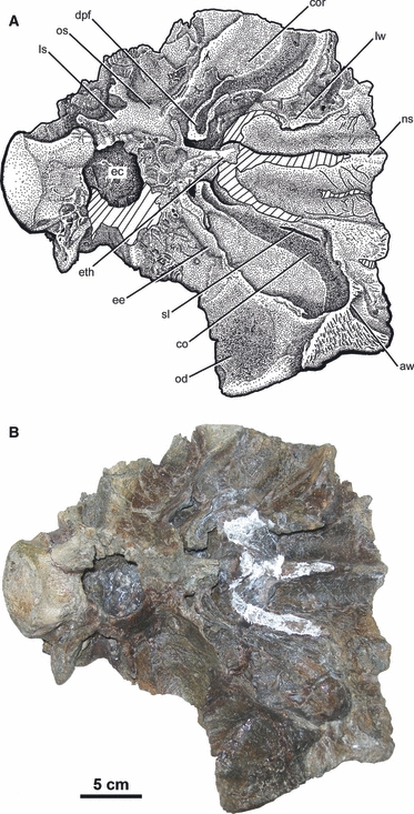 Illustration (A) and photograph (B) of the ventral view of an ankylosaurid skull roof (UALVP 47977, Euoplocephalus ) from the Dinosaur Park Formation (Campanian, Upper Cretaceous), southern Alberta. Hatched lines indicate parts reconstructed with plaster. Impressions of the soft tissues, including the main airway, nasal arteries, and possible turbinates, are well defined. The ethmoidal elements are well ossified and separate regions of the nasal cavity from each other. No sutures are visible. aw