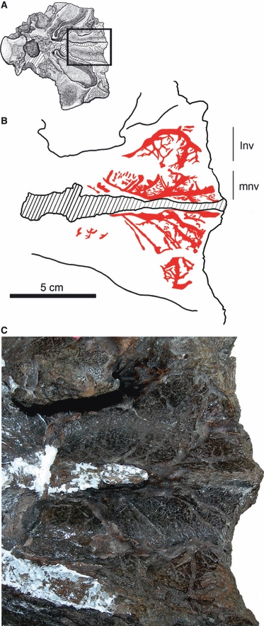 Vascular impressions in the dorsomedial part of the nasal cavity proper of UALVP 47977. (A) Drawing of skull showing region of enlargement in diagram (B) and photograph (C). These ethmoidal vessels are likely to be part of the median nasal canal system. Hatched area in B represents broken nasal septum (mesethmoid). Anterior is to the right. For abbreviations, see Fig. 1 .