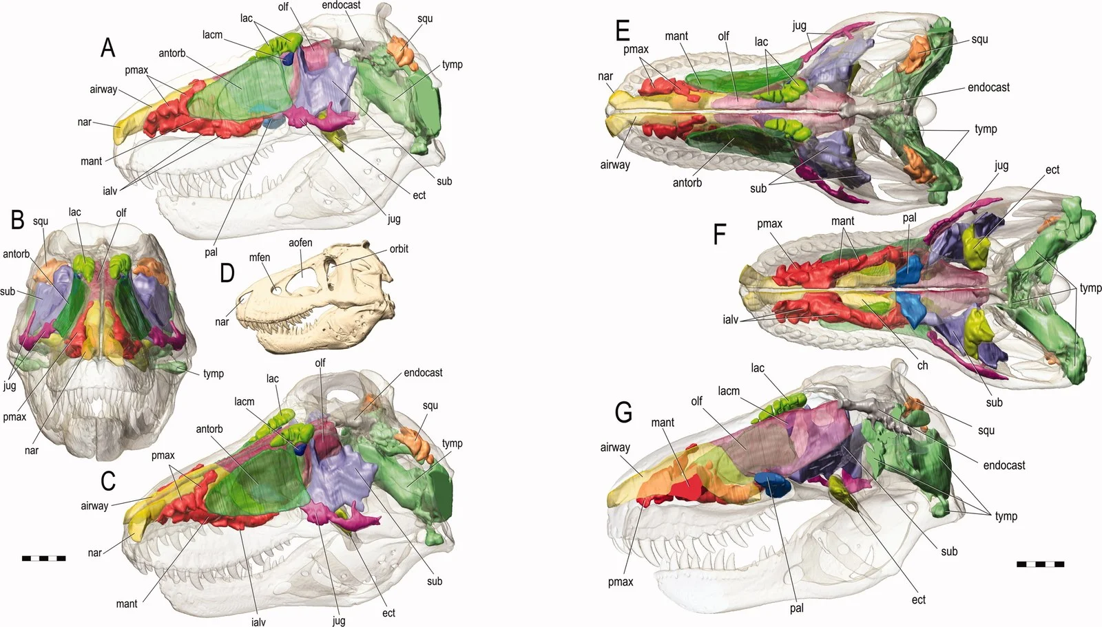 Figure 6 from Witmer & Ridgely (2008): multi-view reconstruction of a theropod skull with all cephalic structures color-coded — airway (red), antorbital sinuses (green), olfactory cavity (pink), brain endocast (blue/purple), tympanic cavity (orange), and subsidiaries. These reconstructions were used as comparative models to understand analogous structures in the Euoplocephalus skull, including the looping nasal passages that would become the paper's most remarkable finding.