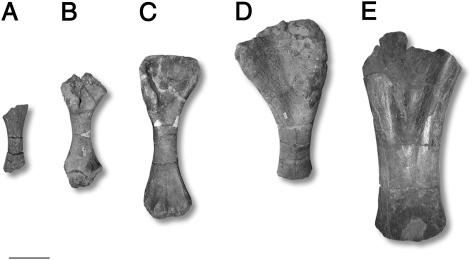 Photographs of some of the sampled titanosaur bones from the Maastrichtian of Romania. ( A–D ) Magyarosaurus dacus humeri, specimens ( A ) MAFI Ob. 3092 (smallest recorded body size, 45% maximum size), ( B ) FGGUB R.1246 (65% maximum size), (C) MAFI v.13492 (76% maximum size), ( D ) FGGUB R.1048 (largest known specimen), and ( E ) “ Magyarosaurus ” hungaricus , MAFI Ob.3104. (Scale bar, 100 mm.)