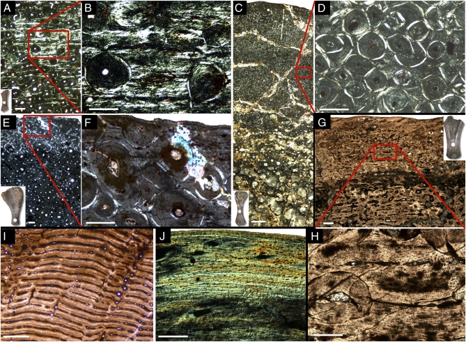 Micrographs of long bone histology. ( A–E ) Long bone histology of Magyarosaurus dacus under crossed polarizers. ( A ) Micrograph of a midshaft section of the smallest available specimen of Magyarosaurus dacus (MAFI Ob.3092, 46% max size). ( B ) Close-up of A: largely interstitial laminar primary bone in the outermost cortex. The vascular canals are oriented circumferentially as in laminar fibrolamellar bone, but the bone matrix between the vascular canals consists largely of parallel-fibered an