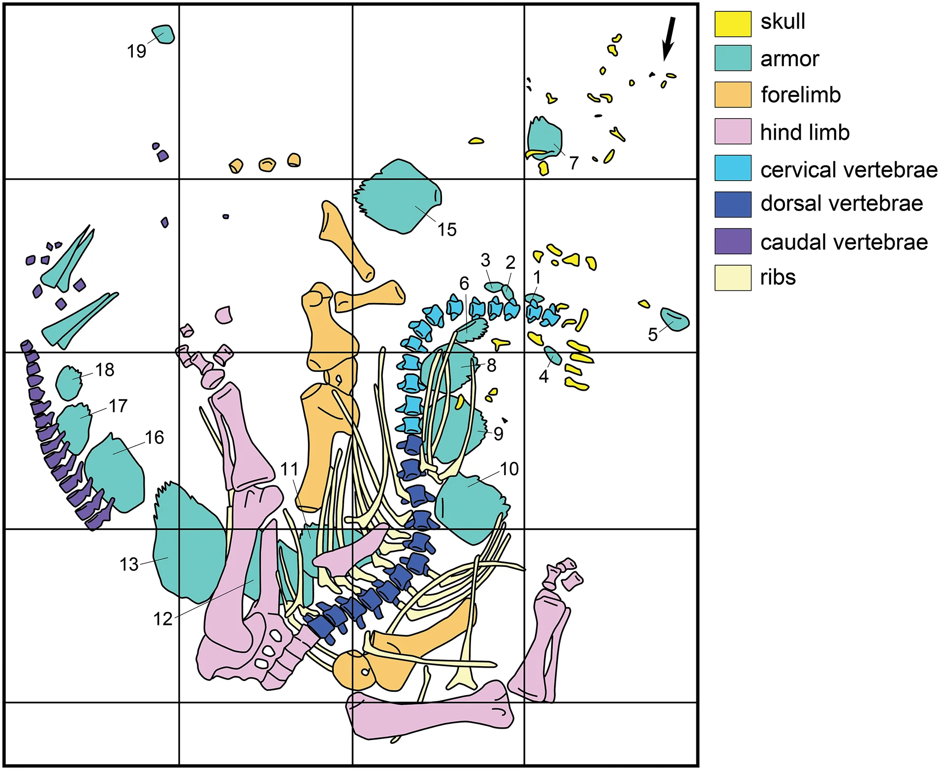 Fig 3. Quarry map drawn during excavation of NHMUK PV R36730.