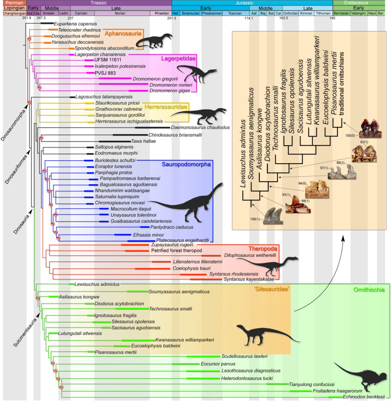 Time-calibrated strict consensus tree depicting the phylogenetic position of traditional ‘silesaurids' with emphasis on the dental characters evolution within ‘Silesauridae'. Numbers on nodes represent Bremer support values higher than 1. Silhouettes were constructed from the composition of several sources.