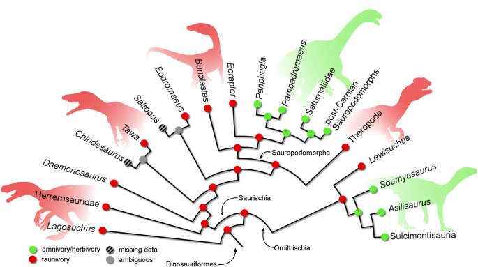 Reduced strict consensus tree from the first phylogenetic analysis depicting feeding habits inference from the ancestral state reconstruction analysis. Silhouettes were constructed from the composition of several sources.