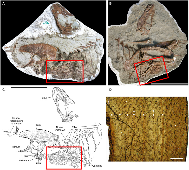 Photographs of specimen in ( A ) right lateral view and ( B ) left anterolateral view. ( C ) Interpretive illustration of specimen in right lateral view. Skeleton consists of a nearly complete skull, the left side of the body and limbs, and a nearly complete pelvis. Red rectangle delineates location of stomach contents. ( D ) Histological photomicrograph of tibia showing the presence of five lines of arrested growths and two annuli (marked by asterisks), indicating that the individual was betwee
